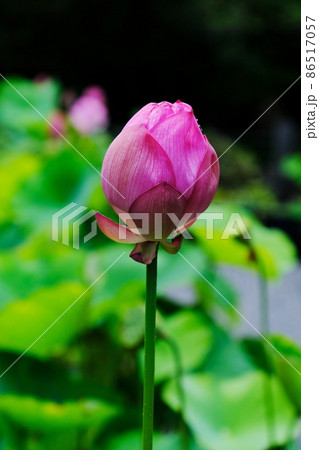 蓮の花 86517057