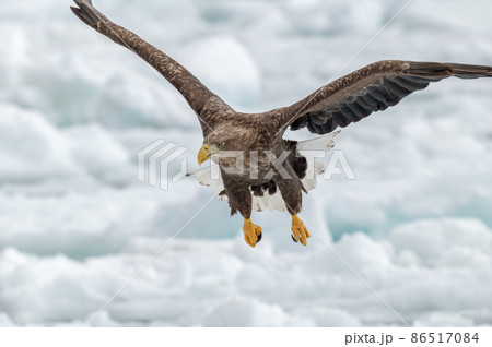 知床　冬 86517084