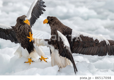 知床 冬 知床 冬 86517098