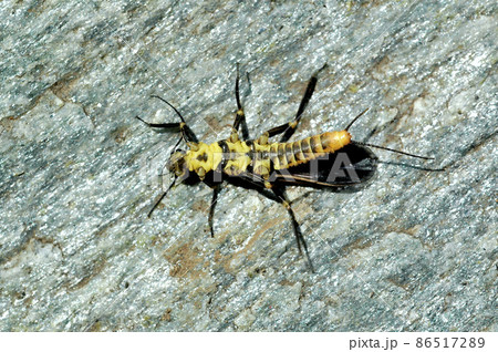 飼っていた川虫(キンパク)が羽化。その成虫の腹側の写真 飼っていた川虫(キンパク)が羽化。その成虫の腹側の写真 86517289