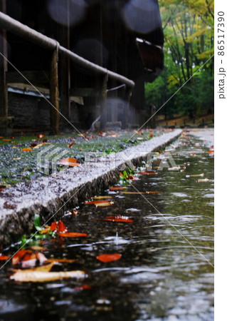 落ち葉 落ち葉 86517390