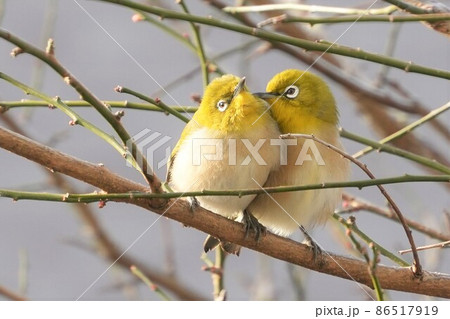 メジロ メジロ 86517919