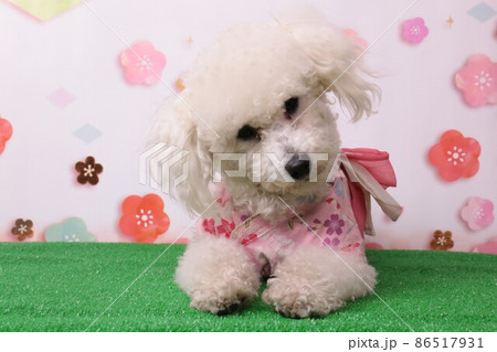 トイプードルのベイリーちゃん桜模様を背景に可愛いくポーズ 86517931