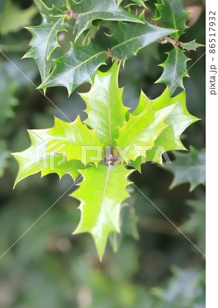 柊（ヒイラギ）のぎざぎざの葉 86517932