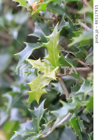 柊（ヒイラギ）のぎざぎざの葉 86517935