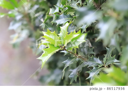 柊（ヒイラギ）のぎざぎざの葉 86517936