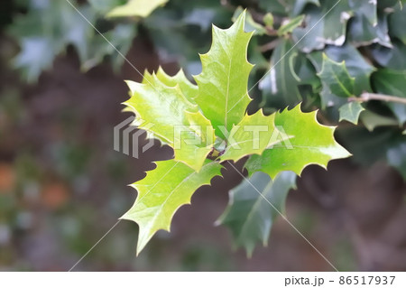 柊（ヒイラギ）のぎざぎざの葉 86517937