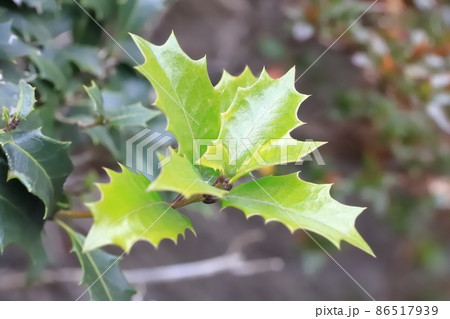 柊（ヒイラギ）のぎざぎざの葉 86517939