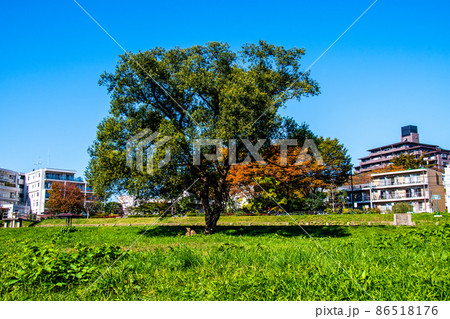 杜の都仙台　秋　広瀬川　左岸の澱緑地 86518176