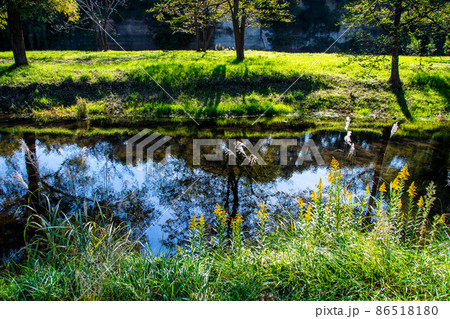 杜の都仙台　広瀬川　秋　中洲の樹木が澱みに映る影 86518180