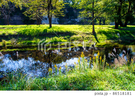 杜の都仙台　広瀬川　秋　中洲の樹木が澱みに映る影 86518181