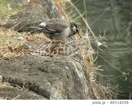 千葉公園綿打池の畔で餌を食べるムクドリ 千葉公園綿打池の畔で餌を食べるムクドリ 86518206