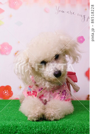 トイプードルのベイリーちゃん桜模様を背景に可愛いくポーズの写真素材