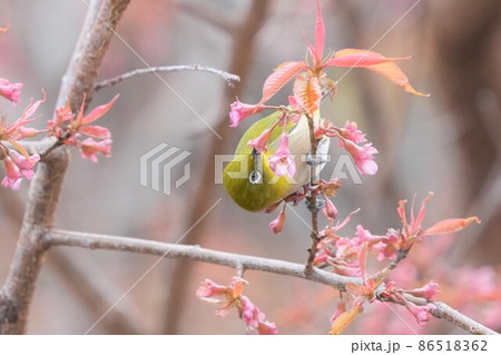 メジロ メジロ 86518362