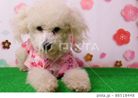 トイプードルのベイリーちゃん桜模様を背景に着物姿で可愛いくポーズ 86518448