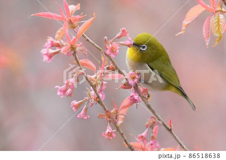 メジロ メジロ 86518638