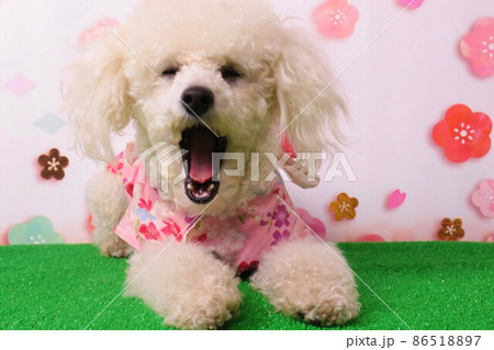 トイプードルのベイリーちゃん桜模様を背景に着物姿で何か歌っています♪ トイプードルのベイリーちゃん桜模様を背景に着物姿で何か歌っています♪ 86518897