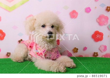 トイプードルのベイリーちゃん桜模様を背景に着物姿で可愛いくポーズ トイプードルのベイリーちゃん桜模様を背景に着物姿で可愛いくポーズ 86519071