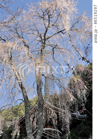 如意輪寺の多宝塔と枝垂れ桜　【奈良県吉野郡吉野町】 86519297