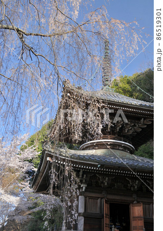 如意輪寺の多宝塔と枝垂れ桜　【奈良県吉野郡吉野町】 86519301