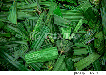 Thailand, Leaf, Nature, Plant, Backgrounds 86519302