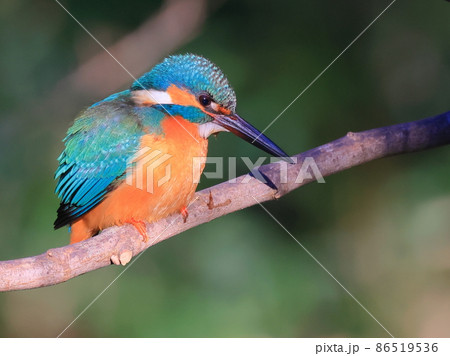 東高根森林公園のカワセミ 86519536