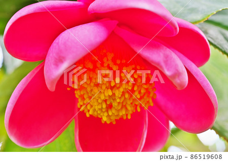 赤いベトナムツバキの花（冬） 86519608