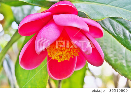 赤いベトナムツバキの花(冬) 赤いベトナムツバキの花(冬) 86519609