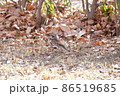 枯れ葉の中に立つツグミ 86519685