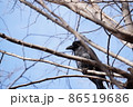 寒そうに枝につかまるカラス 86519686