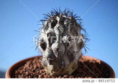 コピアポア グリセオビオラセア 栗星玉 カキコ Copiapoa griseoviolacea 傷有り 発根済 サボテン 多肉植物  黒王丸(サボテン)｜売買されたオークション情報、yahooの商品情報をアーカイブ公開 - オー irodoristone.blog |  irodoristone.blog