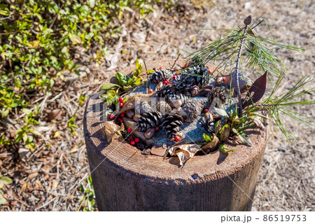 木の実イメージ 86519753