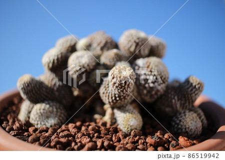 サボテン ラウイ コピアポアラウイ コピアポア 群生 サボテン ラウイ コピアポアラウイ コピアポア 群生 86519942