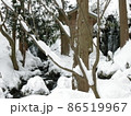 鳥海山南西麓にある胴腹ノ滝。一年中湧水が流れている有名な滝で 86519967