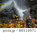 旧八幡町の青沢渓谷にある慈光ノ滝の下部。黒い玄武岩と、紅葉した楓の対比がきれい 86519971