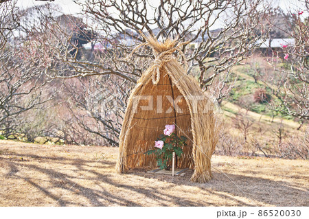 雪囲いの寒牡丹（冬、二月） 86520030