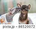 Don Sphynx cat washing and kissing chihuahua dog as love and care concept on St Valentine Day 86520072