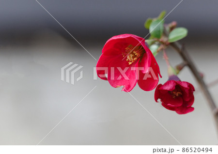 真っ赤なクサボケの花。文字スペースあり。 真っ赤なクサボケの花。文字スペースあり。 86520494