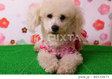 トイプードルのベイリーちゃん桜模様を背景に着物姿で可愛いくポーズ トイプードルのベイリーちゃん桜模様を背景に着物姿で可愛いくポーズ 86520675
