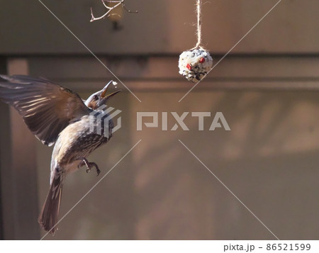 バード・ケーキ(野鳥の練りエサ)を羽ばたきながら食べるヒヨドリ バード・ケーキ(野鳥の練りエサ)を羽ばたきながら食べるヒヨドリ 86521599