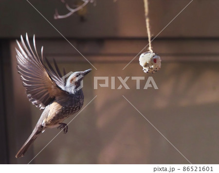 バード・ケーキ（野鳥の練りエサ）を食べに来たヒヨドリ 86521601