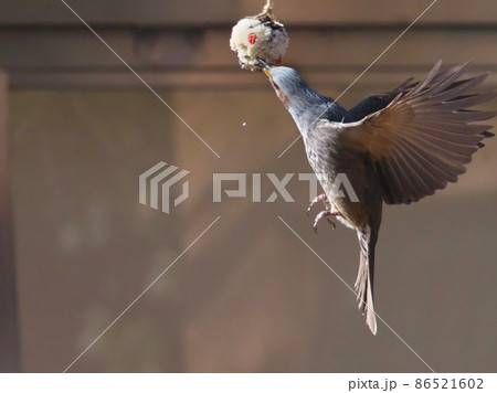 バード・ケーキ(野鳥の練りエサ)を器用に食べるヒヨドリ バード・ケーキ(野鳥の練りエサ)を器用に食べるヒヨドリ 86521602