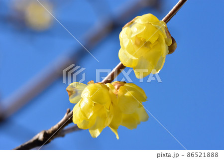 早春に花を咲かせ、辺りに芳香を漂わせ日差しに輝く蝋細工のようなソシンロウバイの花 86521888
