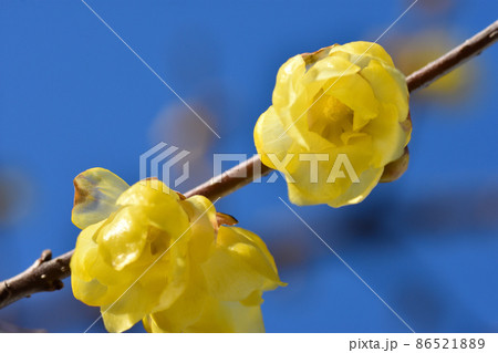 早春に花を咲かせ、辺りに芳香を漂わせ日差しに輝く蝋細工のようなソシンロウバイの花 早春に花を咲かせ、辺りに芳香を漂わせ日差しに輝く蝋細工のようなソシンロウバイの花 86521889