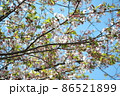 桜の花と若葉が入れ替わる時期ののソメイヨシノ 86521899