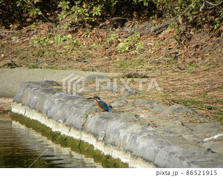 青いきれいな鳥はカワセミ 86521915