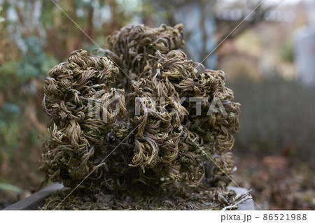 冬のイワヒバ 86521988