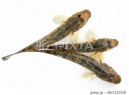 金沢八景で釣ったマハゼ 金沢八景で釣ったマハゼ 86522028