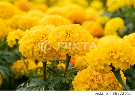yellow marigold flower in the garden nature background yellow marigold flower in the garden nature background 86522616