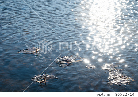 蓮の葉が浮かぶ光射す水面 86522714